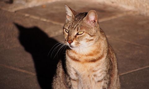 Кот